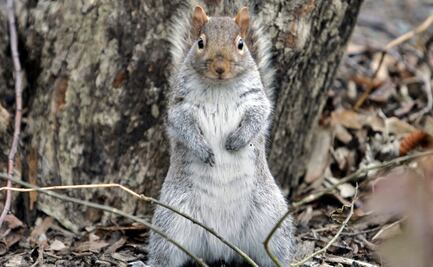 Vecindario de NY aterrorizado por ‘misteriosos’ ataques de ardillas