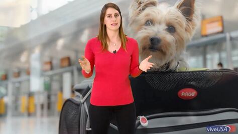 #TipsdeViaje 4 recomendaciones para viajar con tu perro a EU