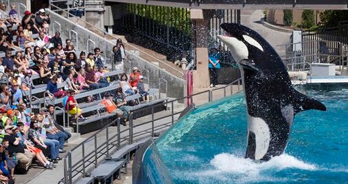 ¿Cuánto cuesta visitar SeaWorld en San Diego? 