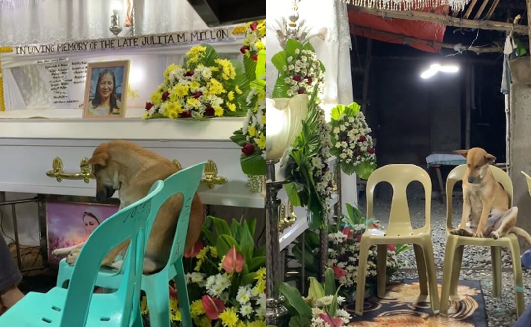 Perrito asiste al funeral de su dueña y su reacción entristece en redes sociales; señalan ‘’fidelidad inquebrantable’’. Foto: Captura TikTok