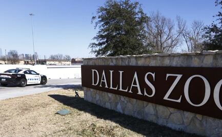 Zoológico de Dallas cierra para buscar pantera nebulosa desaparecida