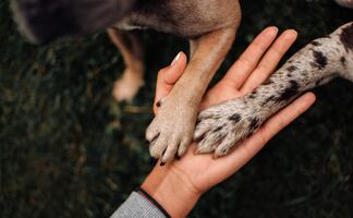 ¿Por qué las patas de los perros huelen a frituras de queso? ¿Es normal? Esto dice la ciencia