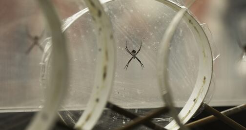 Telarañas ayudarían a fabricar mejores vestidos e incluso chalecos antibalas