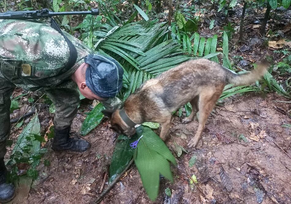 Encuentran vivos a 4 niños que desaparecieron en accidente aéreo en Colombia hace 17 días
 "AFP PHOTO / COLOMBIAN ARMY "