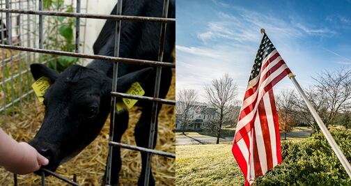 Estados Unidos ofrece trabajo para veterinario o criador de terneros 