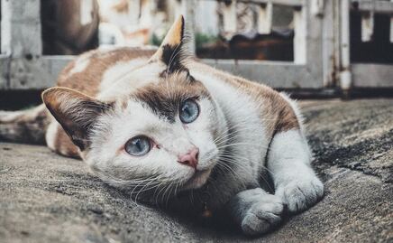 Dos gatos son las dos primeras mascotas que dan positivo de COVID-19 en EU