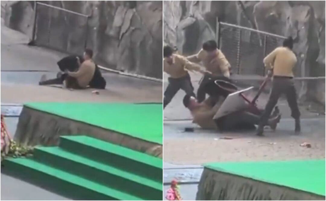 ¡Impactante! Oso ataca a cuidador en pleno show de zoológico en China. Foto: Captura de pantalla / X