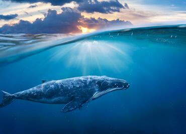 Los mejores lugares en Estados Unidos para ver ballenas durante otoño e invierno