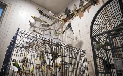 Rescatan en Nueva York a cientos de  conejos y pájaros hacinados en una casa