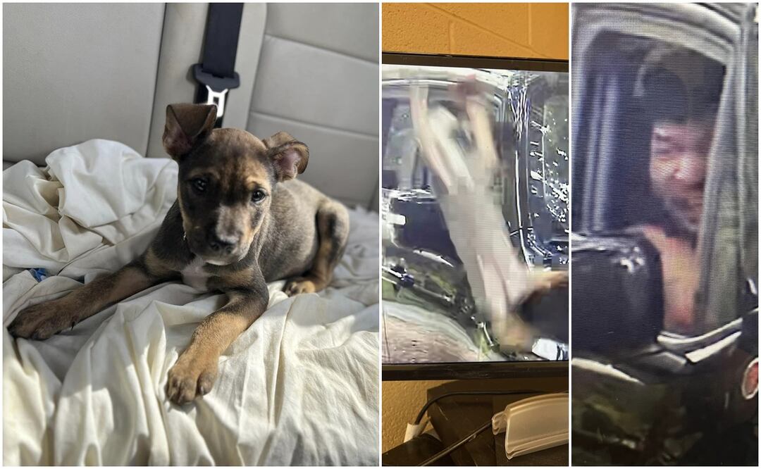 Avientan violentamente a perrito desde camioneta frente a refugio de animales. Foto: Facebook