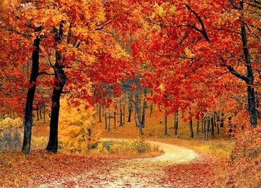 9 mejores lugares en EU para apreciar el follaje de otoño