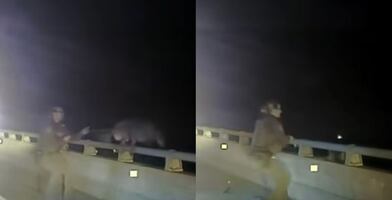 VIDEO: Agente de Florida salva a un perro policía luego de que este saltara desde un puente