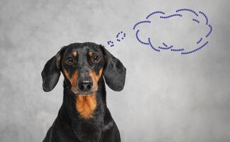 ¿Cómo funciona la memoria de los perros, según la ciencia? ¿Qué tantos recuerdos pueden tener?