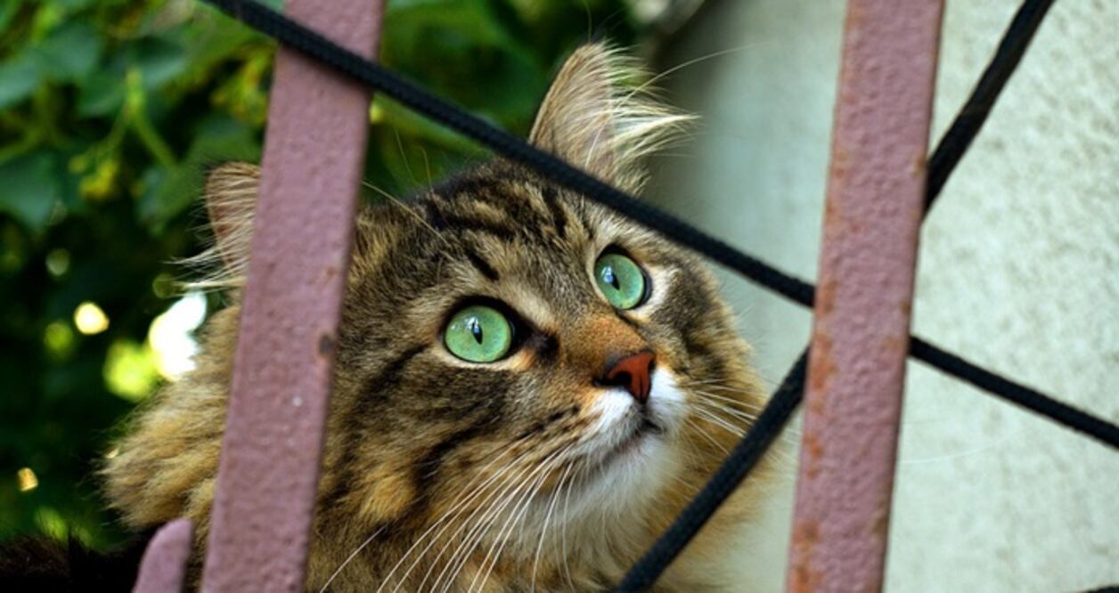 Detecta la OMS alto número de gatos infectados con gripe aviar. Pixabay