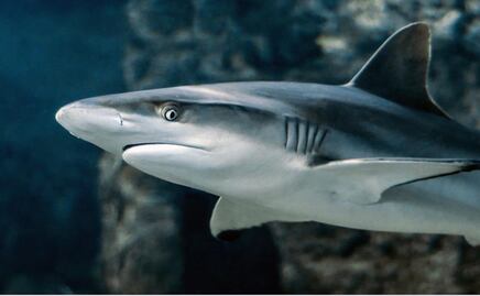 Muere turista estadounidense por ataque de tiburón en Bahamas