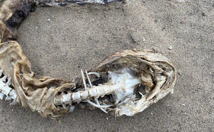 Encuentran a misteriosa criatura en el lago de Michigan 