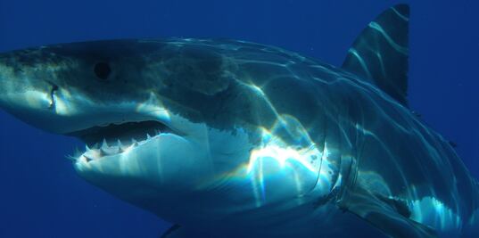 Alertan por presencia de tiburones blancos en costa de Carolina del Sur 