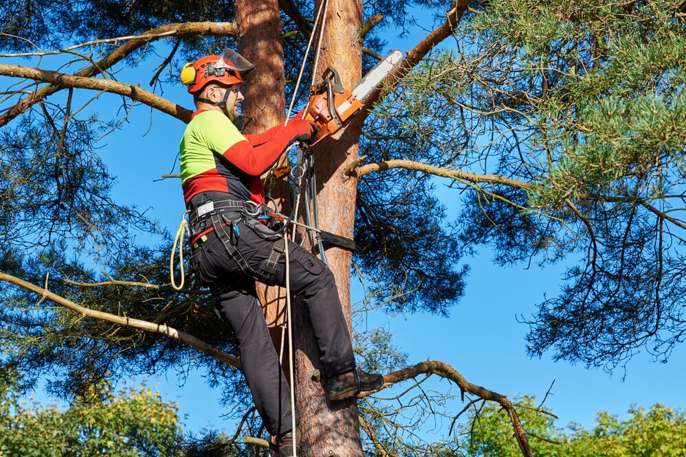 Trabajador forestal: iStock/ Thomas-Soellner
