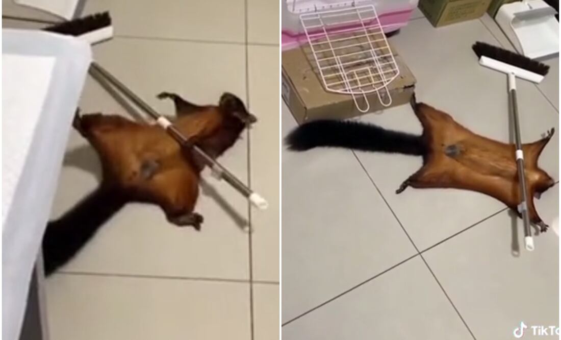 La ardilla más dramática del mundo: Finge su propia muerte. Foto tomada de video