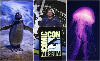 Exhibiciones, museos y vida marina; las nuevas atracciones imperdibles de California 