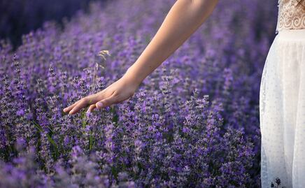 Lavanda, la protagonista de tu viaje más relajante a Arizona