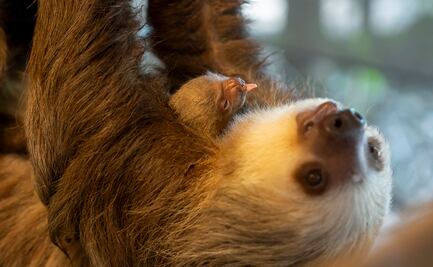 Zoológico de Florida presenta a tierno bebé de perezoso recién nacido