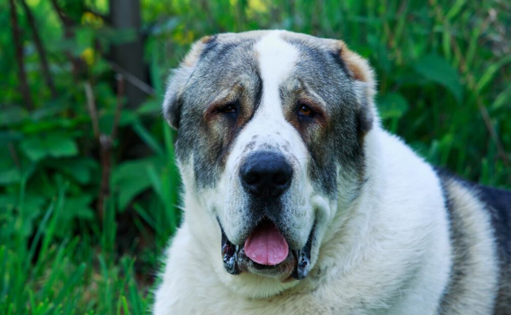 Día Mundial del Perro. Estas son las mejores razas de perros guardianes. Foto: Canva