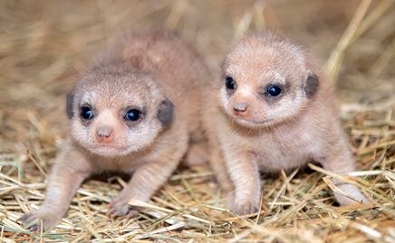 Nacen dos crías de suricatas en Zoológico de Miami