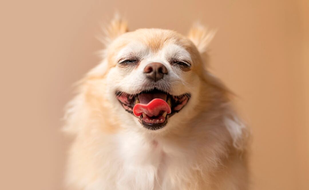 Esta es la frecuencia con la que le debes lavar los dientes a tu perro, según expertos. Foto: iSTOCK/whyframestudio