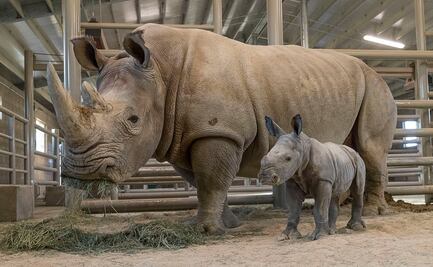 Nace cría de rinoceronte blanco en Zoológico de San Diego