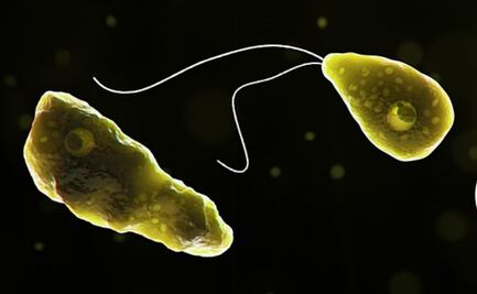 Una persona contrae en Florida ameba que ‘destruye cerebros’