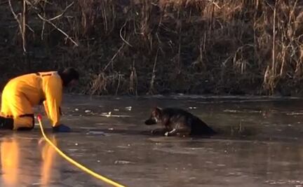Video. Rescatan a perro atrapado en lago congelado de EU
