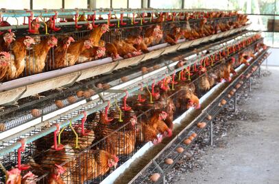 Cal-Maine Foods sacrifica miles de gallinas tras detectar gripe aviar en planta de Texas