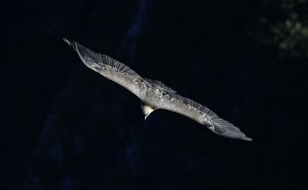 Mujer pagará 53 mil dólares por alimentar animales salvajes en Florida