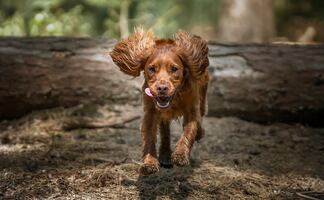 ¿Desobedientes? ¿Traviesos? Estas son las razas de perros con peor comportamiento