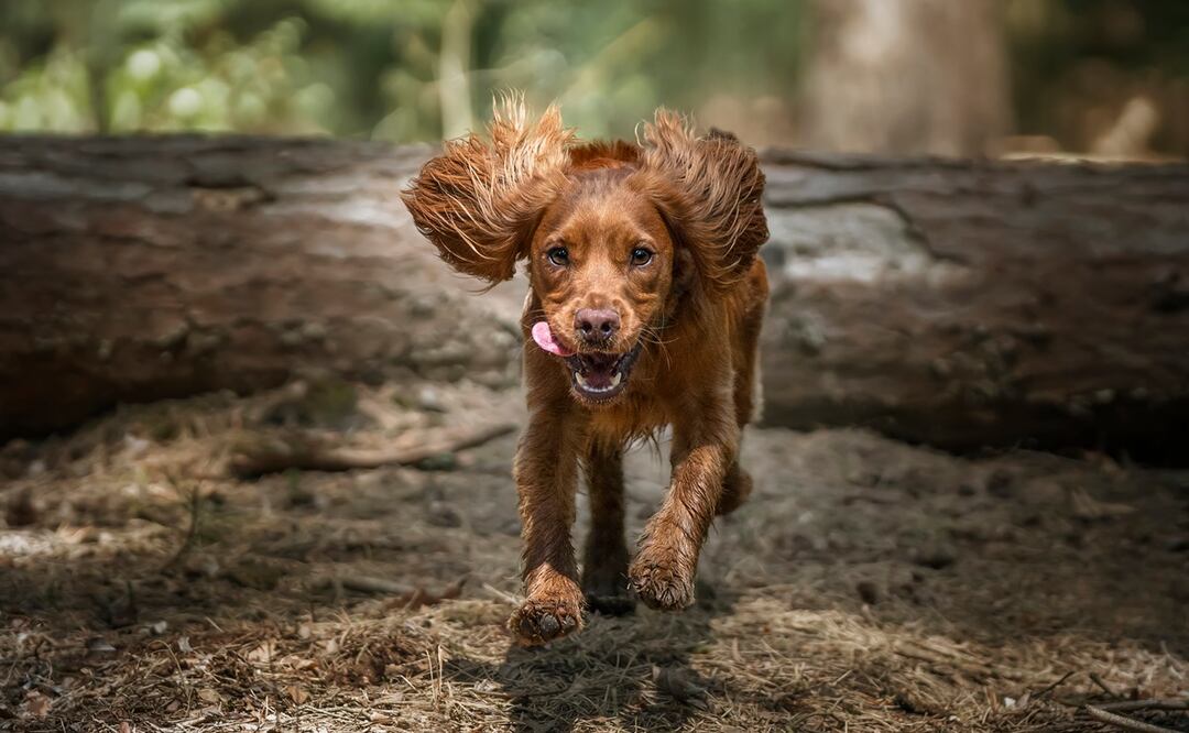 ¿Desobedientes? ¿Traviesos? Estas son las razas de perros con peor comportamiento. Foto:  iStock-chrisuk1
