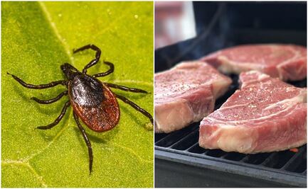Vinculan mordedura de garrapatas con alergia a la carne