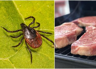 Vinculan mordedura de garrapatas con alergia a la carne