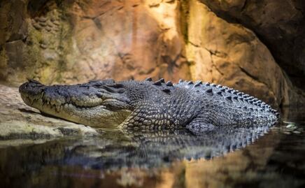 COVID-19. Avistan animales en riesgo de extinción en Caribe mexicano vacío
