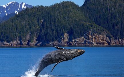 7 lugares en EU para observar ballenas durante invierno 