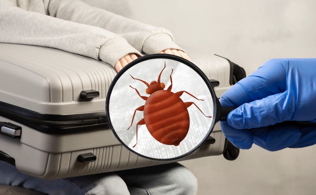 ¡Cuidado! Doctor explica cómo prevenir la propagación de chinches después de un viaje. iStock/Hit Stop Media