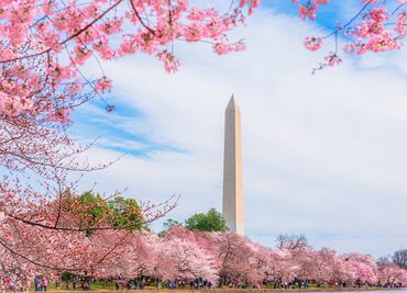 Cerezos 2025 en Washington DC: Cuándo florecen, fecha del desfile y actividades