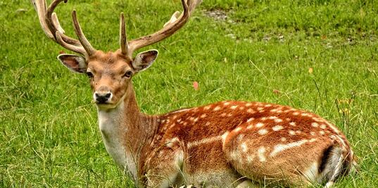 Venado mata a cazador que le disparó en Arkansas 