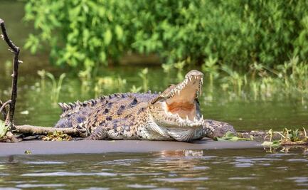 Video. Cocodrilo ataca a hombre en río de Carolina del Norte