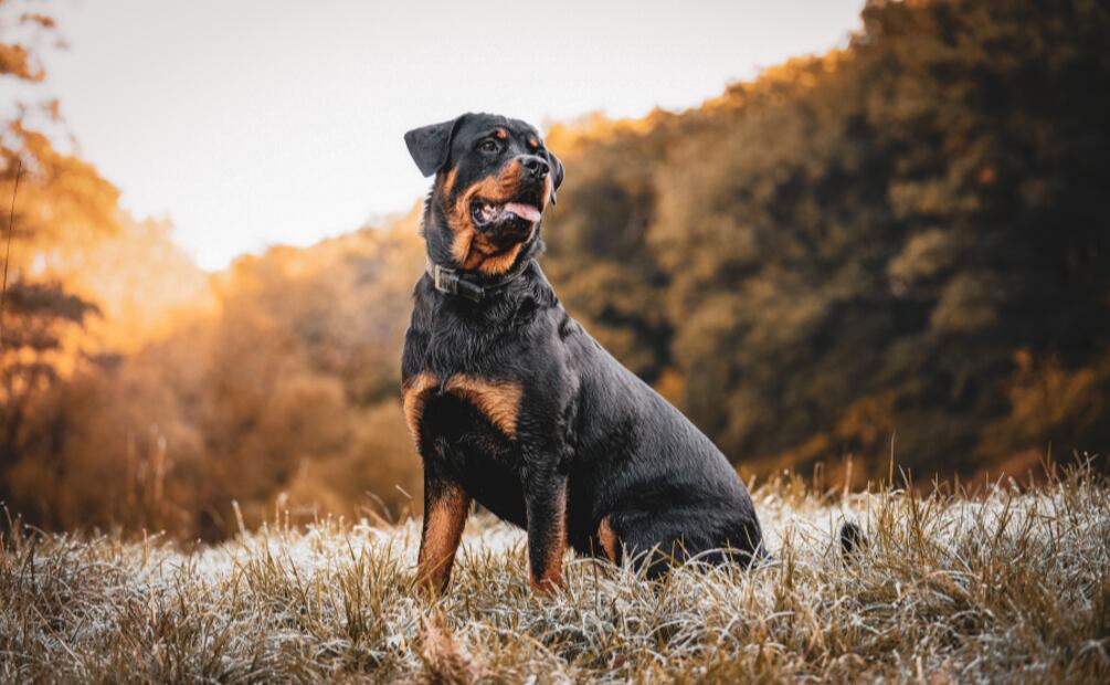 Día Mundial del Perro. Estas son las mejores razas de perros guardianes. Foto: Canva