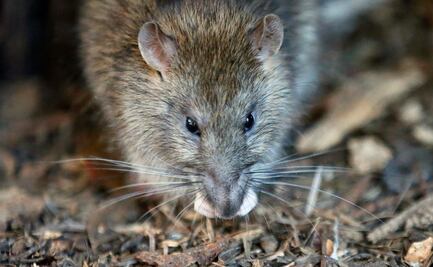 Video. 'No podía moverse'; hombre cae a sumidero lleno de ratas en NY