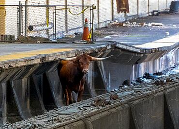 Un toro salta a las vías y retrasa los trenes entre Nueva York y Nueva Jersey. VIDEO