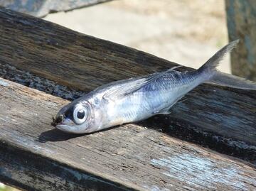 ¡Insólito! Llueven cientos de pescados del cielo en ciudad de Texas