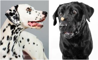 Las 20 razas de perros más tiernas y bellas del mundo, según la ciencia