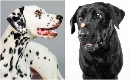 Las 20 razas de perros más tiernas y bellas del mundo, según la ciencia